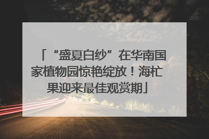 “盛夏白纱”在华南国家植物园惊艳绽放！海杧果迎来最佳观赏期