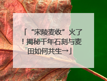 “宋陵麦收”火了！揭秘千年石刻与麦田如何共生→