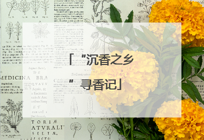 “沉香之乡”寻香记