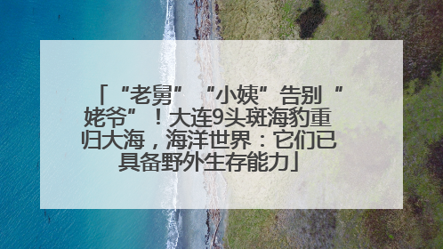 “老舅”“小姨”告别“姥爷”！大连9头斑海豹重归大海，海洋世界：它们已具备野外生存能力