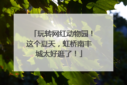 玩转网红动物园！这个夏天，虹桥南丰城太好逛了！