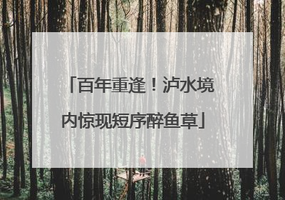百年重逢！泸水境内惊现短序醉鱼草
