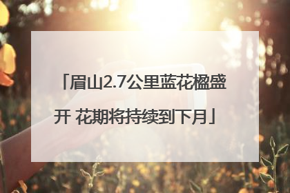 眉山2.7公里蓝花楹盛开 花期将持续到下月