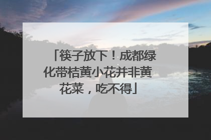 筷子放下！成都绿化带桔黄小花并非黄花菜，吃不得