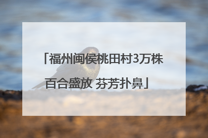 福州闽侯桃田村3万株百合盛放 芬芳扑鼻