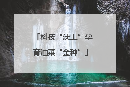 科技“沃土”孕育油菜“金种”