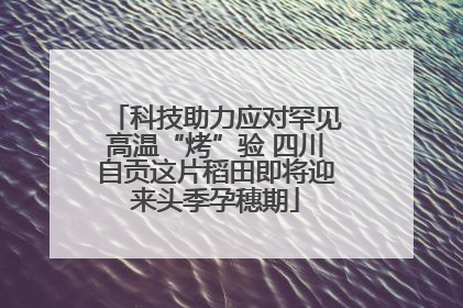 科技助力应对罕见高温“烤”验 四川自贡这片稻田即将迎来头季孕穗期