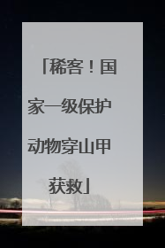 稀客！国家一级保护动物穿山甲获救