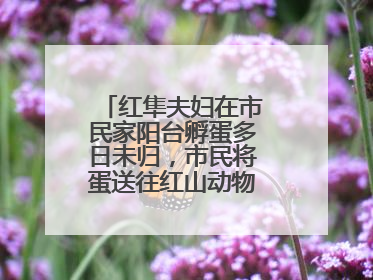 红隼夫妇在市民家阳台孵蛋多日未归，市民将蛋送往红山动物园“抢救”