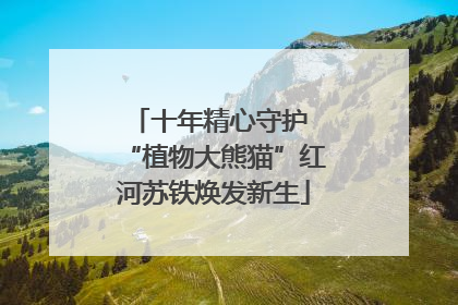 十年精心守护 “植物大熊猫”红河苏铁焕发新生