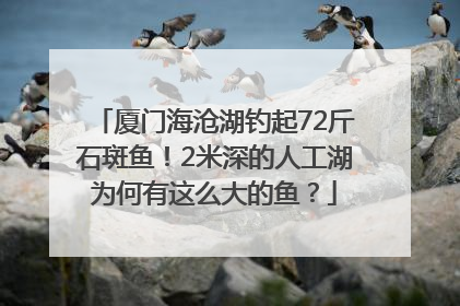 厦门海沧湖钓起72斤石斑鱼！2米深的人工湖为何有这么大的鱼？