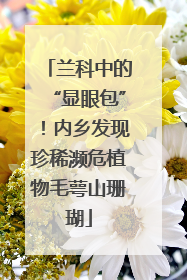 兰科中的“显眼包”！内乡发现珍稀濒危植物毛萼山珊瑚
