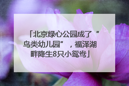 北京绿心公园成了“鸟类幼儿园”，福泽湖畔降生8只小鸳鸯