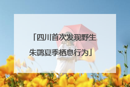 四川首次发现野生朱鹮夏季栖息行为