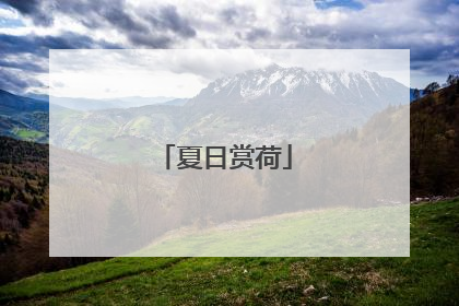 夏日赏荷