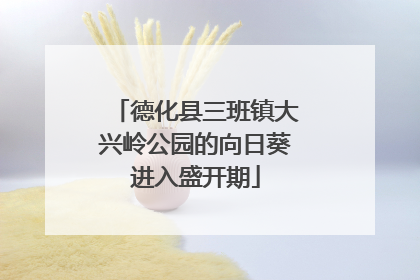 德化县三班镇大兴岭公园的向日葵进入盛开期