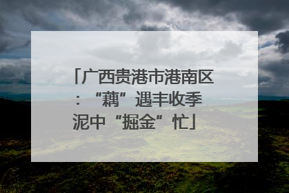 广西贵港市港南区：“藕”遇丰收季 泥中“掘金”忙