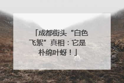 成都街头“白色飞絮”真相：它是朴绵叶蚜！