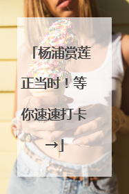 杨浦赏莲正当时！等你速速打卡→
