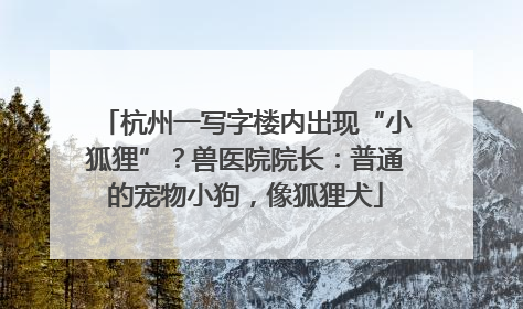 杭州一写字楼内出现“小狐狸”？兽医院院长：普通的宠物小狗，像狐狸犬