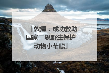 敦煌：成功救助国家二级野生保护动物小苇鳽