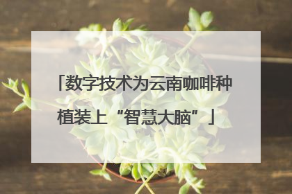 数字技术为云南咖啡种植装上“智慧大脑”