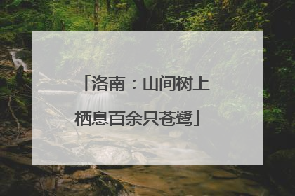 洛南：山间树上栖息百余只苍鹭