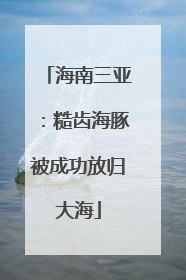 海南三亚：糙齿海豚被成功放归大海