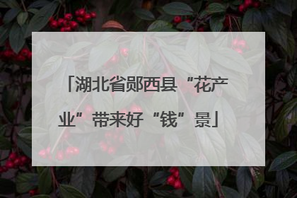 湖北省郧西县“花产业”带来好“钱”景