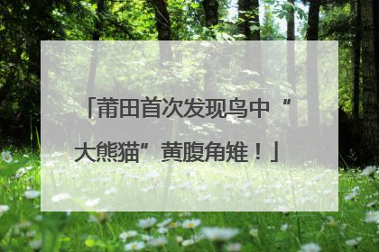 莆田首次发现鸟中“大熊猫”黄腹角雉！