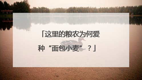 这里的粮农为何爱种“面包小麦”？