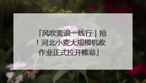 风吹麦浪一线行｜抢！河北小麦大规模机收作业正式拉开帷幕