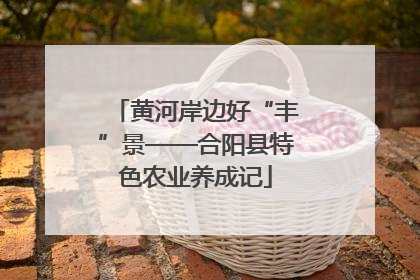 黄河岸边好“丰”景——合阳县特色农业养成记