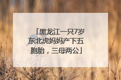 黑龙江一只7岁东北虎妈妈产下五胞胎，三母两公