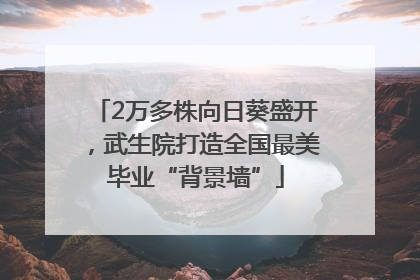 2万多株向日葵盛开，武生院打造全国最美毕业“背景墙”