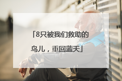 8只被我们救助的鸟儿,重回蓝天